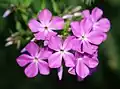Plamenka Phlox paniculata