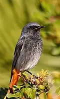Samec (ssp. gibraltarensis)