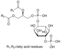 Chemická struktura fosfatidylinositol-4-fosfátu