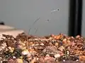 Phycomyces, houba, která také projevuje fototropismus.