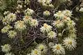 Fylika Phylica pubescens