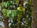 Phyllanthus acidus s plody