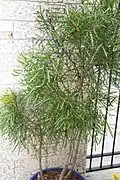 Phyllanthus angustifolius jako okrasná rostlina