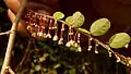 Větévka Phyllanthus bahiensis s květy