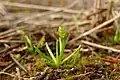 Phylloglossum drummondii je bizarní rostlinka dorůstající rozměrů pouhých několika centimetrů (Austrálie, Nový Zéland)