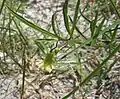 Úzkolistý druh Physalis angustifolia