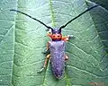 Spásač Phytoecia nigripes (na rostlině jiného druhu)