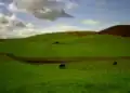 Místní farma u Yesnaby