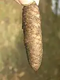 Šiška