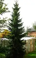 Vzhled mladého stromu
