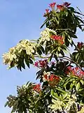 Keř rodu Pieris