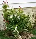 Pieris japonica 'Mountain Fire'
