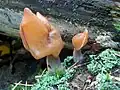 Ucháč čepcovitý (Gyromitra infula)