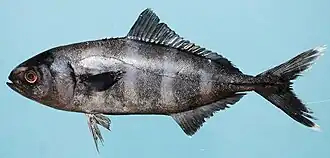 alternativní popis obrázku chybí