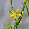 Hypericum gentianoides, severoamerický druh s redukovanými listy