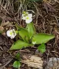 Tučnice alpská (Pinguicula alpina)