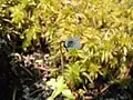 Pinguicula bohemica