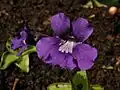 Tučnice Pinguicula grandiflora