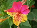 Nocenka jalapská (Mirabilis jalapa)
