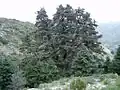 Jedle španělská, velký starý jedinec v přírodní rezervaci Sierra de las Nieves, provincie Málaga, Andalusie, Španělsko.