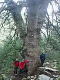 Jedle španělská, velký starý jedinec, detail kmenu a borky, v přírodní rezervaci Sierra de las Nieves, provincie Málaga, Andalusie, Španělsko.