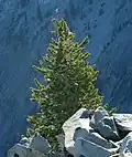 Borovice Balfourova – mladý strom, v horském pásmu Trinity Alps, které je součástí řady horských pásem Klamath Mountains, v severní Kalifornii, USA