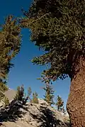 Pinus balfouriana poddruh austrina, strom a borka zblízka, v národním parku Kings Canyon National Park, Kalifornie, USA.