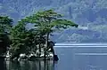 Borovice hustokvětá, jezero Towada, Kamikita-gun, prefektura Aomori, Japonsko.