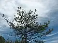 Pinus devoniana volně rostoucí v nadmořské výšce 1225 m ve státě Nayarit, Mexiko.