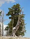 Pinus longaeva v nadmořské výšce kolem 3300 m, blízko hory Griffith Peak, v horském pásmu Spring Mountains, v okresu Clark County, ve státě Nevada, USA