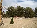 Největší jedinec borovice Pinus longaeva na světě,[7] pojmenovaný The Patriarch Tree – Strom Patriarcha, v horském pásmu White Mountains of California, v Národním lese (les pod federální správou, který, na rozdíl od národního parku, nepodléhá, nebo částečně podléhá, ochraně) Inyo National Forest, ve státě Kalifornie, v USA.