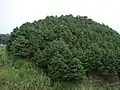 Les borovice Pinus maximinoi v Guatemale.