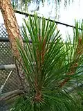 Pinus montezumae-výhony v botanické zahradě PAN ve Varšavě.