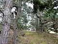 Les borovice ostnité, Mendocino, Kalifornie, USA.