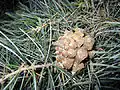 Pinus quadrifolia, jehlice a šiška, pěstovaná v botanické zahradě Rancho Santa Ana Botanic Garden, Claremont, Kalifornie, USA
