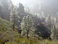 Pinus sabiniana, stromy v národním parku Pinnacles v Kalifornii, USA