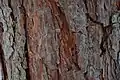 Borka borovice lesní (Pinus sylvestris)