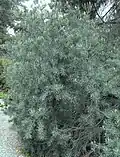 Pinus quadrifolia, větve, jehlice a pupeny, pěstovaná v botanické zahradě Rancho Santa Ana Botanic Garden, Claremont, Kalifornie, USA
