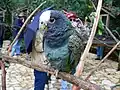 Amazónek běločelý v zoologické zahradě
