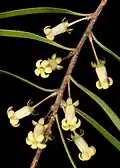 Květenství P. phylliraeoides