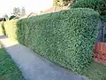 Živý plot z P. tenuifolium 'Silver Sheen'