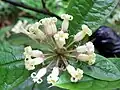 Slizoplod Pittosporum wingii