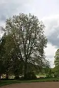 Platan u Besénku, Šerkovice