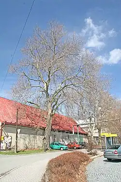 Platan javorovitý – 5 kusů