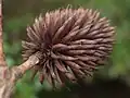 Šištice platykaryje (Platycarya strobilacea)