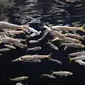 Hejno mladých aju