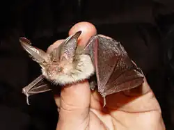 Netopýr ušatý (Pletocus auritus)
