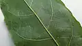 List Pleurisanthes parviflora
