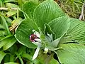 Pleurophyllum sp. z čeledi hvězdnicovitých