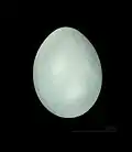 Vejce snovače zahradního (Ploceus cucullatus)